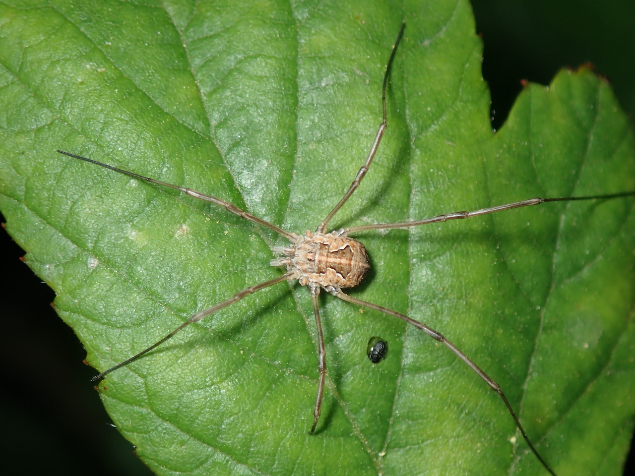 Metaphalangium cirtanum